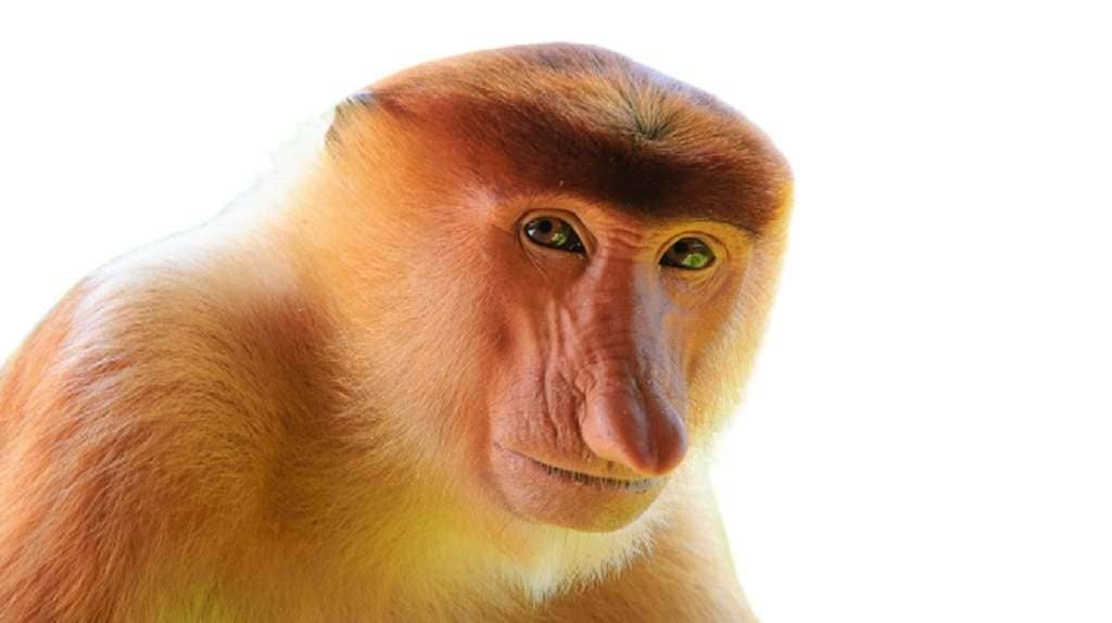 Scimmia dal naso dorato