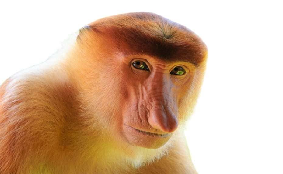 Scimmia dal naso dorato